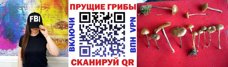 Галлюциногенные грибы прущие грибы  как найти закладки  Бийск 